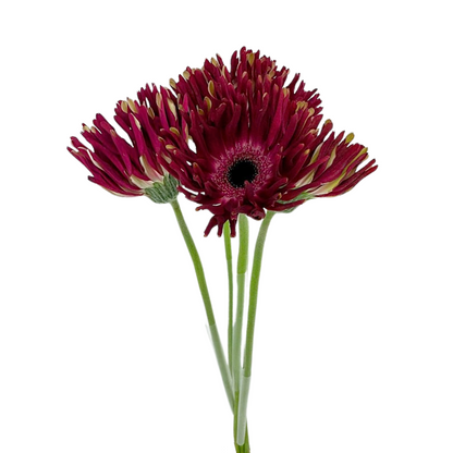 Gerbera Spider Hot Pink (10 stem bunch)