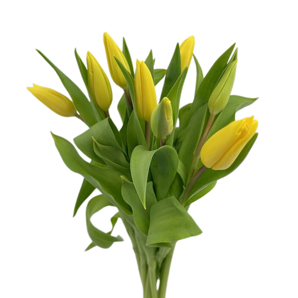 Tulips Yellow (10 stems)