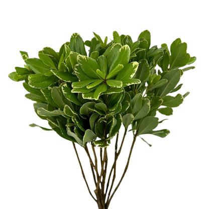 Pittosporum Variegated (10 stem bunch)
