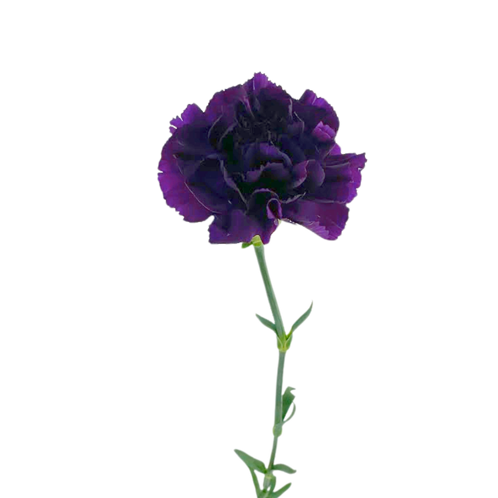 Carnation Purple Moonvista (20 stems)