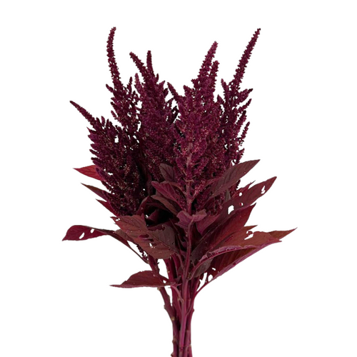Amaranthus Upright Red (5 Stems)