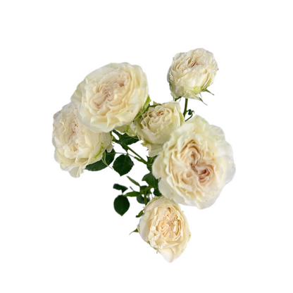 SPRAY ROSE BLUSH BE TRUE (10 STEM BUNCH)