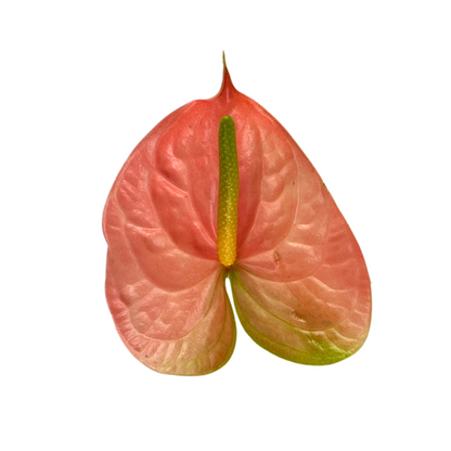 Anthurium, Bicolor Pink/Green 15st/bu