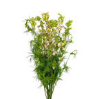 Larkspur Pink (10 stems)