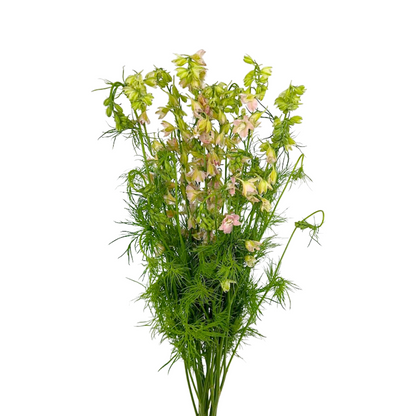LARKSPUR PINK (10 STEM BUNCH)