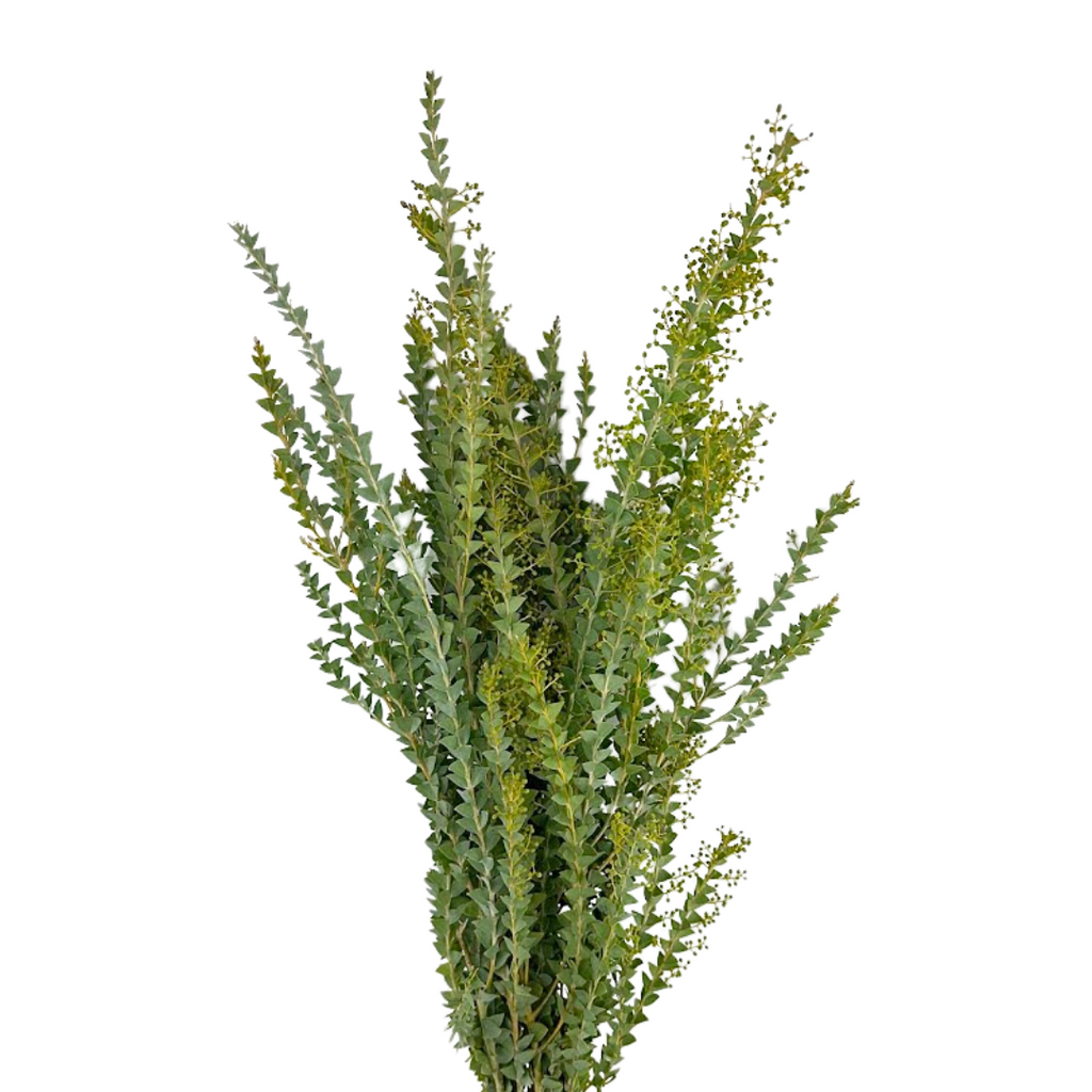 Acacia Green Knifeblade (10 Stems)