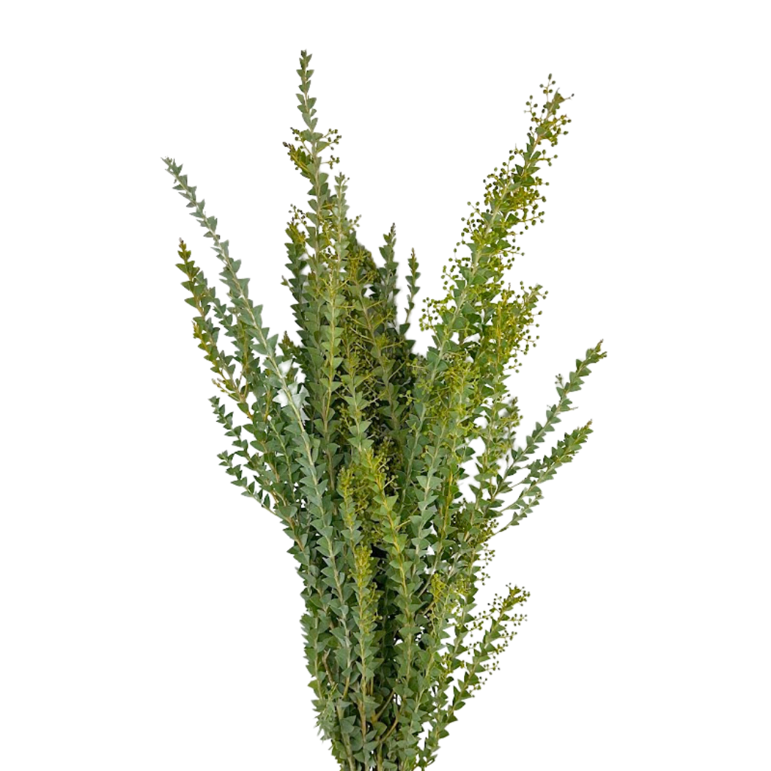 Acacia Green Knifeblade (10 Stems)