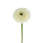 Gerbera Gerrondo White