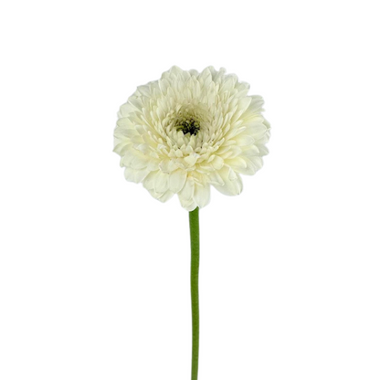 Gerbera Gerrondo White (10 stem bunch)