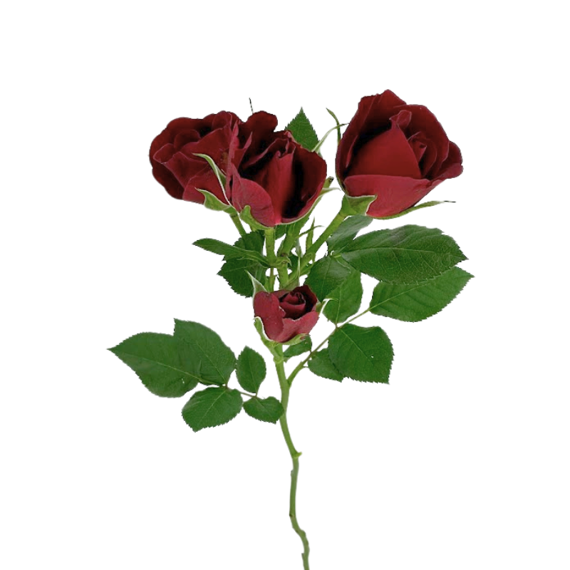 Spray Roses Red (10 stems)