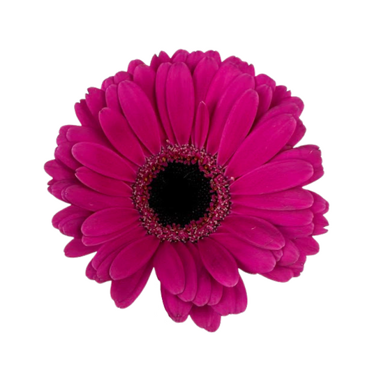 Mini Gerbera Hot Pink (10 stem bunch)