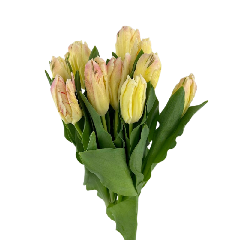 Tulip Parrot Blush Cream