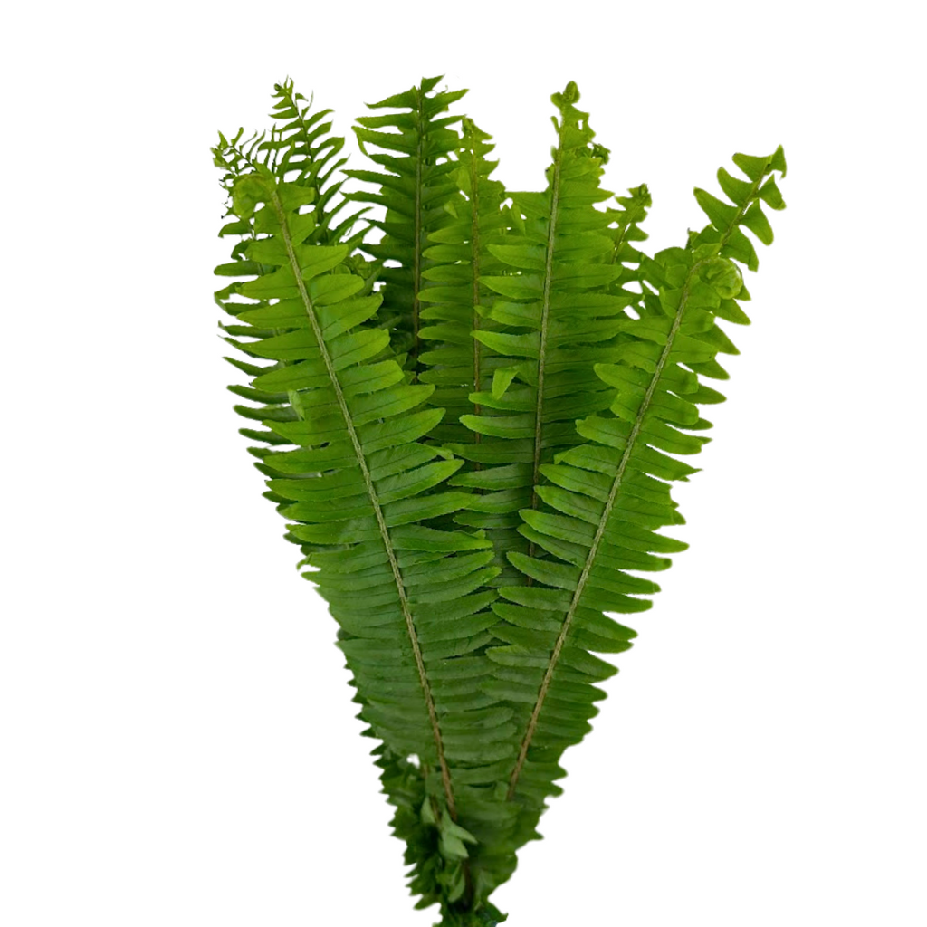 Sword Fern (10 Stems)
