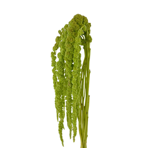 Amaranthus Hanging Green (5 Stems)