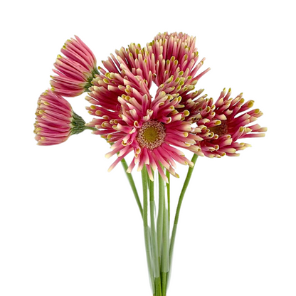 Gerbera Spider Pink (10 stem bunch)