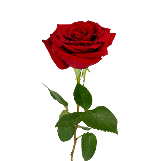 ROSE RED FREEDOM (25 STEM BUNCH)