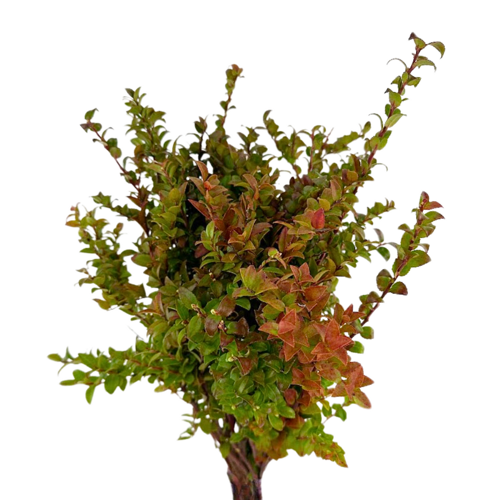 Huckleberry Red (10 Stems)