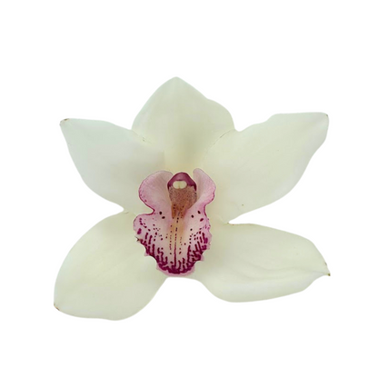 Orchid Cymbidium White (SINGLE STEM)