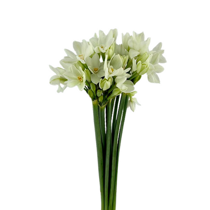 Daffodils Paperwhite (10 stem bunch)