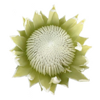King Protea White