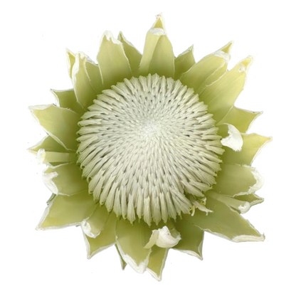 King Protea White (15 stems)