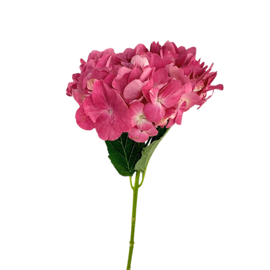 HYDRANGEA PINK MAGICAL CHARM (5 stem bunch)