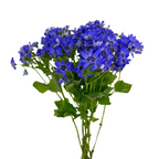 Pericallis Blue Lavender