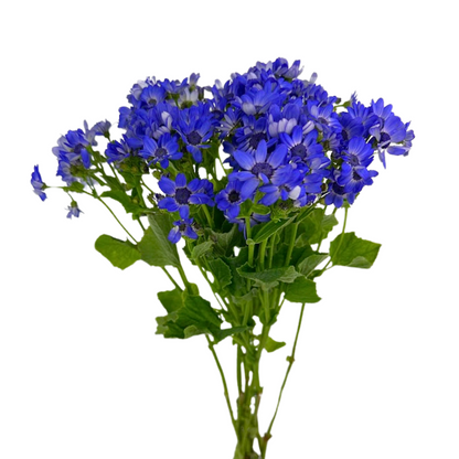 Pericallis Blue Lavender (10 stem bunch)