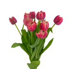 Tulip Double Peach Columbus