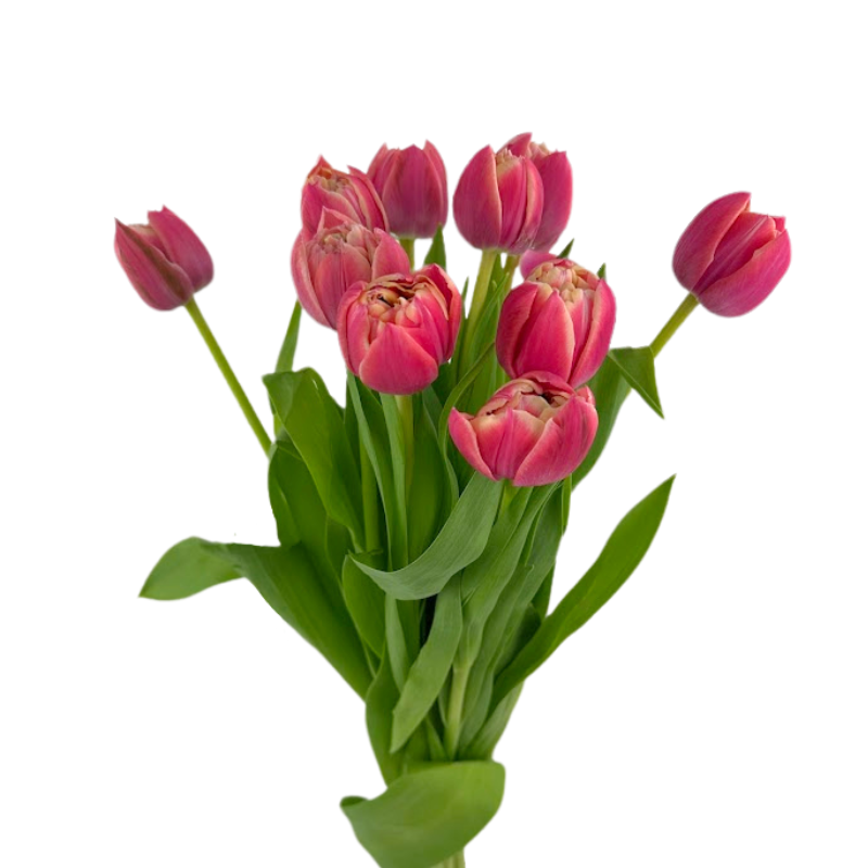 Tulip Double Peach Columbus