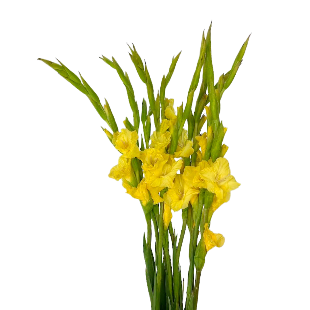 Gladiola Yellow (10 stems)
