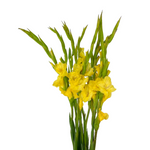Gladiola Yellow (10 stems)
