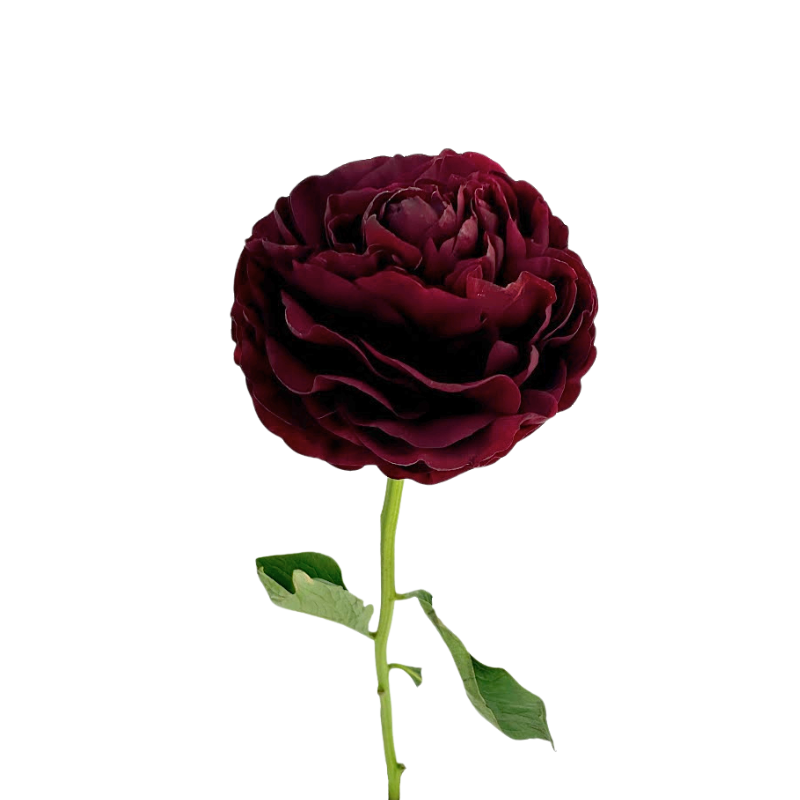 Peony Red Old Faithful