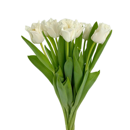Tulip Ruffles White (10 stem bunch)