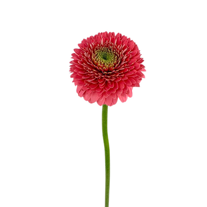 Gerbera Gerrondo Pink (10 stem bunch)