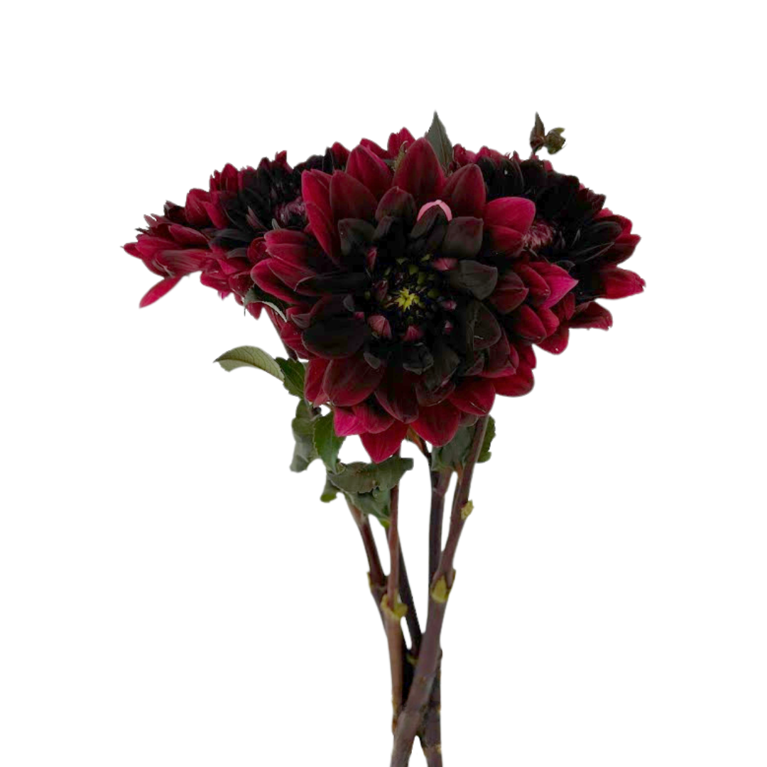 Dahlia Burgundy (5 Stems)