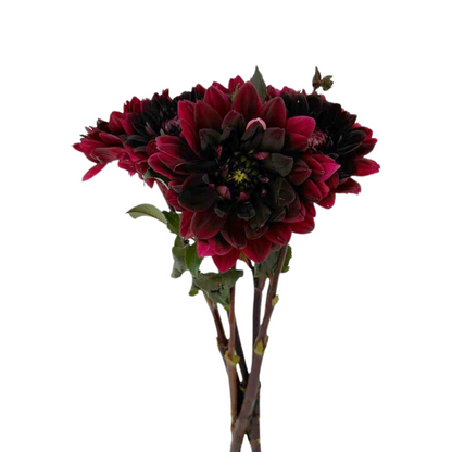 DAHLIA BURGUNDY (5 STEM BUNCH)