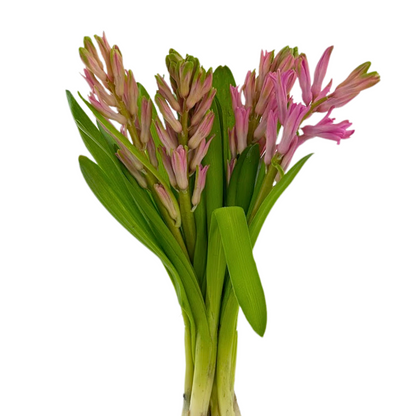 HYACINTH PINK (5 STEM BUNCH)