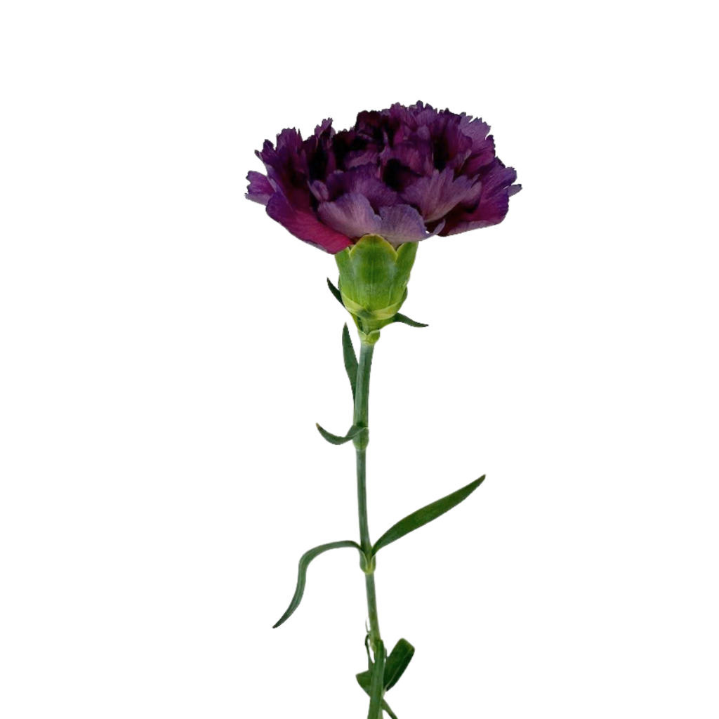 Carnation Vintage Purple Hypnosis (25 stem bunch)