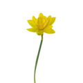 Daffodil Yellow Double