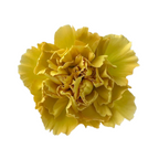 Carnation Gold (25 Stems)