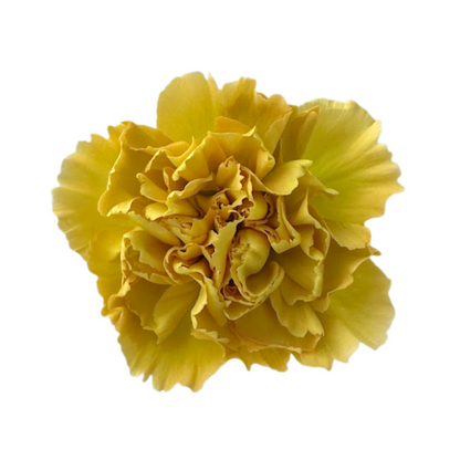 Carnation Gold (25 stem bunch)