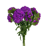 Dianthus Purple (10 Stems)