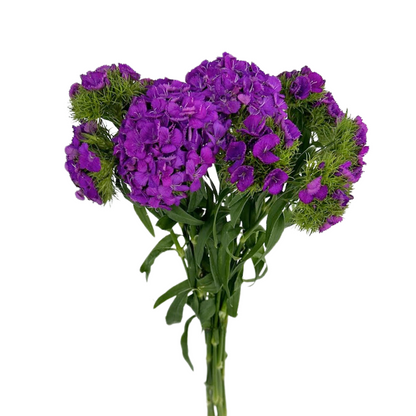 Dianthus Purple (10 stem bunch)