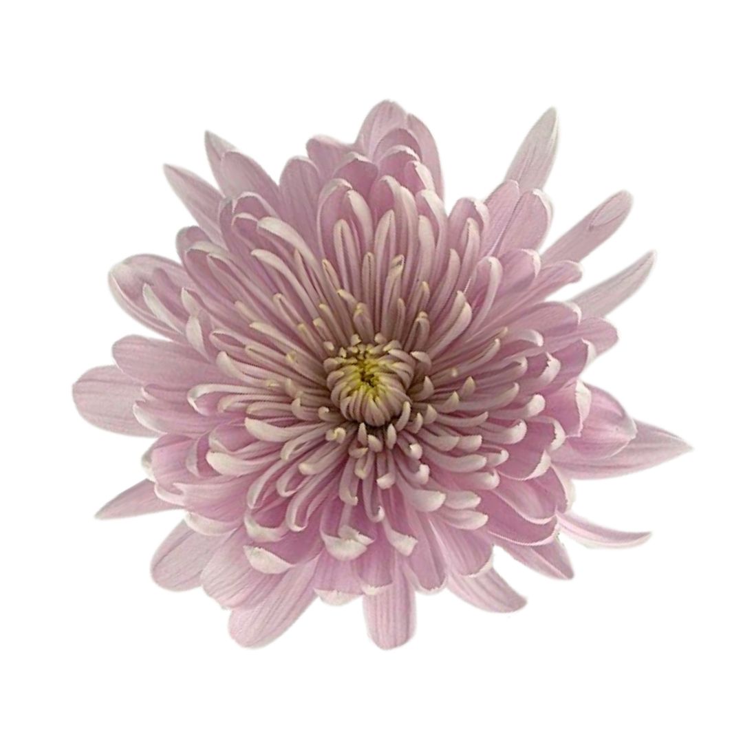 Chrysanthemum Disbud Pink (10 Stems)