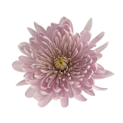 Chrysanthemum Disbud Pink (10 stem bunch)