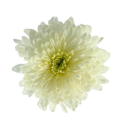 CHRYSANTHEMUM CREMON WHITE (10 STEM BUNCH)