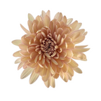 Chrysanthemum Cremone Peach (10 Stems)