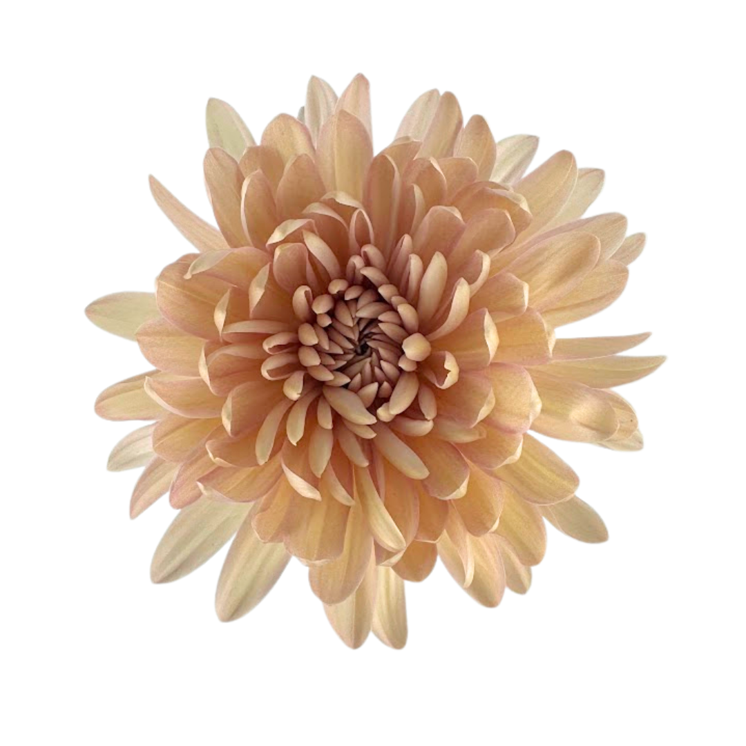 Chrysanthemum Cremone Peach (10 Stems)