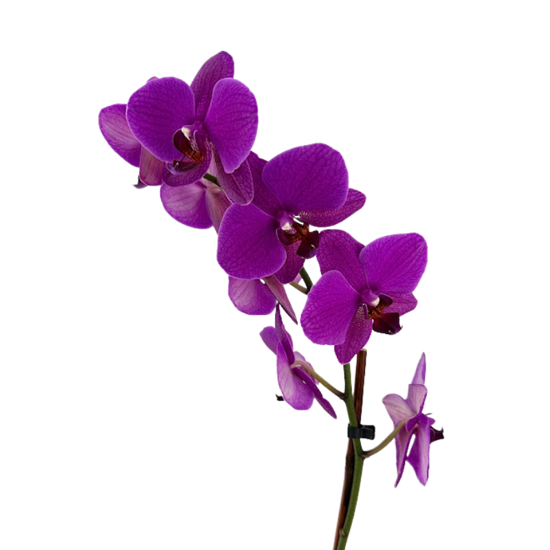 Orchid Phalaenopsis Plant Purple